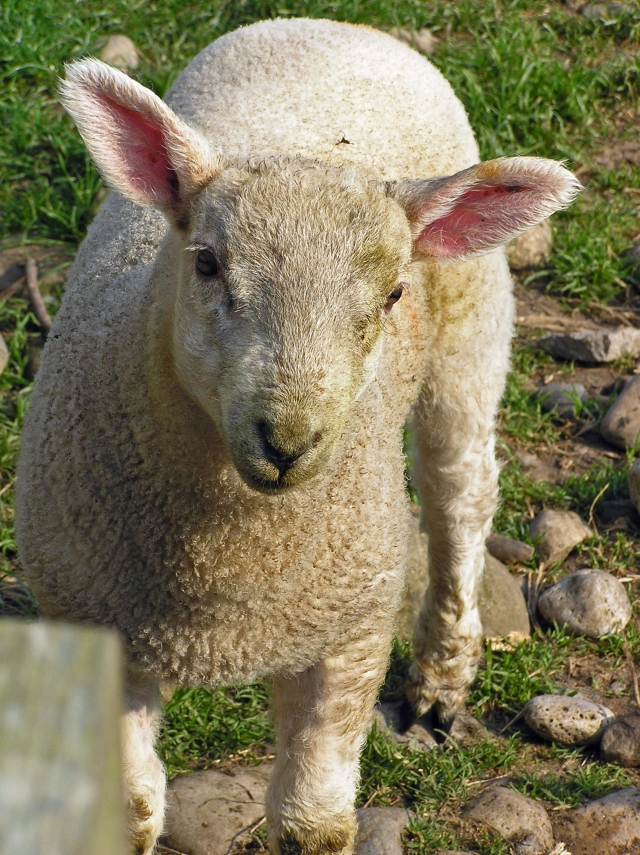 Lindisfarne Lamb