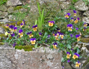 Gold and purple viola in stone urn, Aylesford Priory, Kent March 2014